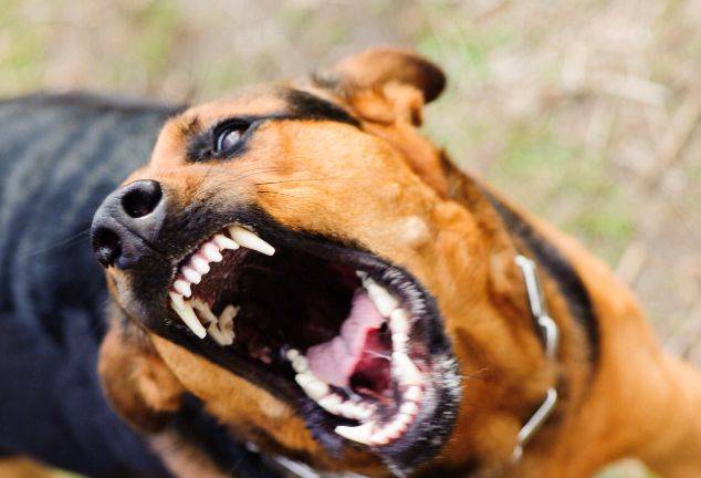 初二女孩因狂犬病脑死亡！“十日观察法”有用吗？ 