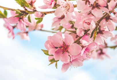 人面桃花相映红，桃花茶、桃花酒如何美容？