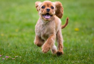 狂犬病的潜伏期能有多少年？会有什么症状？