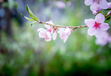 女子肥胖、便秘，喝了1杯桃花茶，结果严重腹泻，差点虚脱