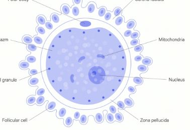 作为一颗合格的卵泡要具备什么样的素质？